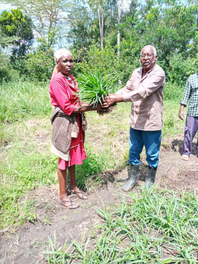 KENAFF distributes Brachiaria grass to farmers in ten counties of Kenya
