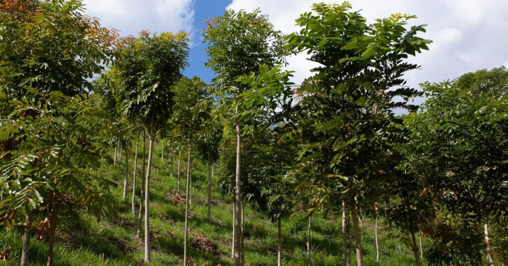 Reforestation and Afforestation of Kenya’s Vegetation to Adapt to and Mitigate the Impacts of Climate
