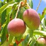 Mango Orchard: A Guide to Successful Cultivation