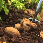 Eradicating Foodborne Pathogens in Potatoes
