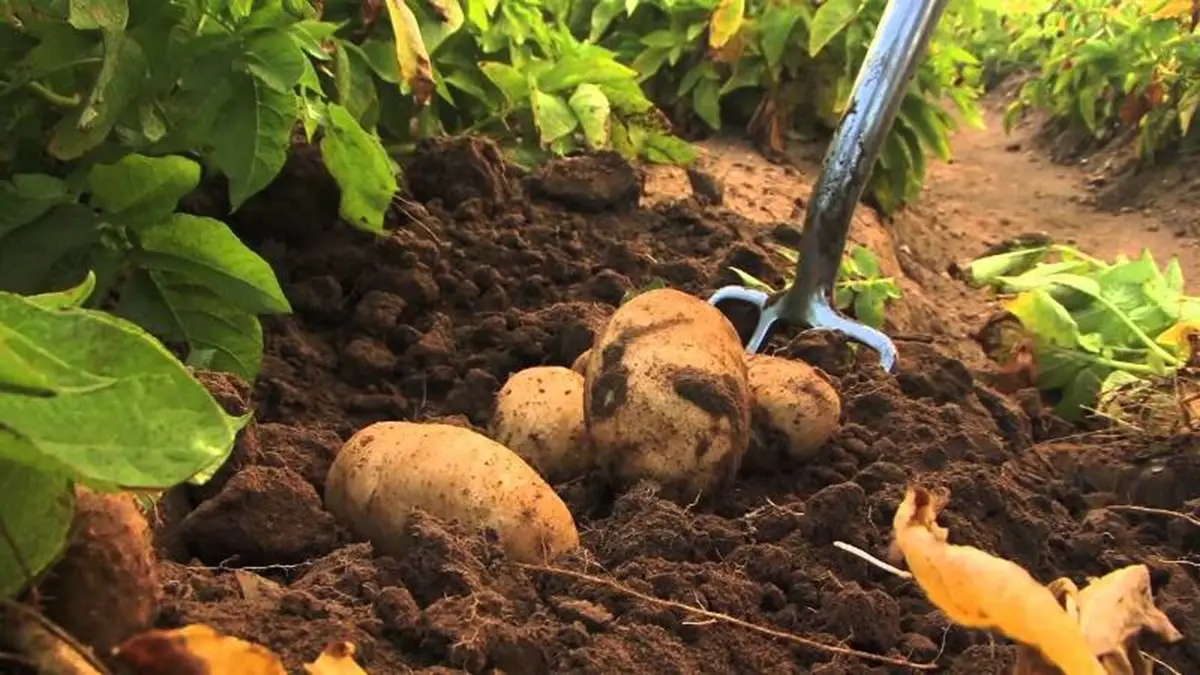 Eradicating Foodborne Pathogens in Potatoes