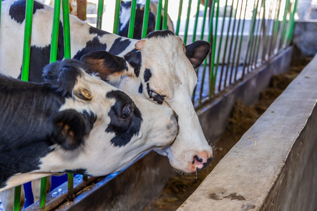 The Hidden Backbone of Kenya’s Dairy Industry