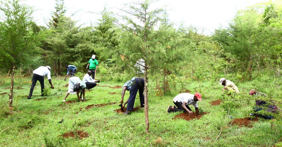 KENAFF National Tree Planting Event for MAM Rainfall Cycle